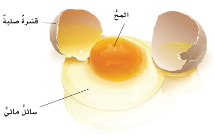 البيضة المخصبة